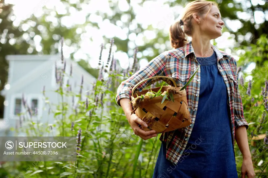 A woman carrying a full basket of fresh picked corn on the cob, and vegetables from the garden.