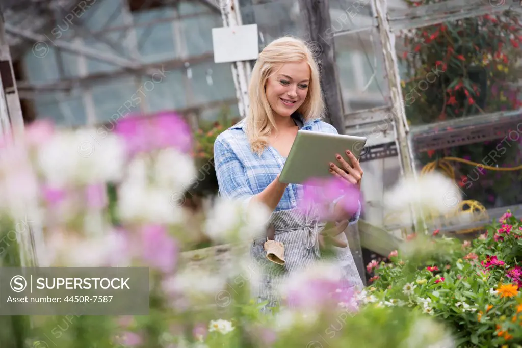 An organic flower plant nursery. A woman working, using a digital tablet.
