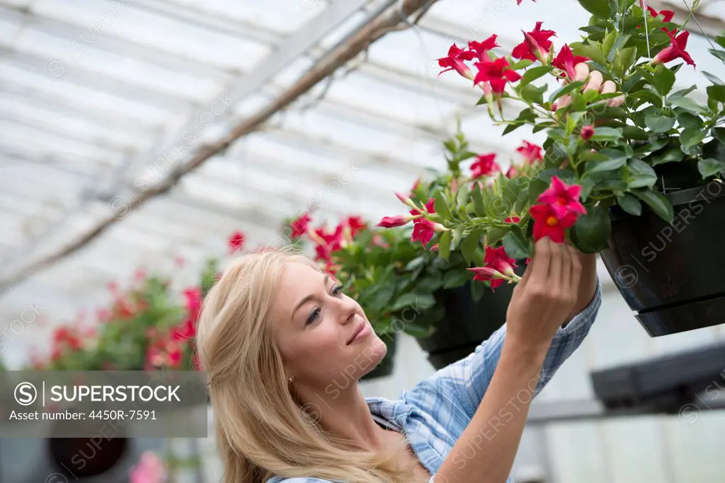 An organic flower plant nursery. A woman working.