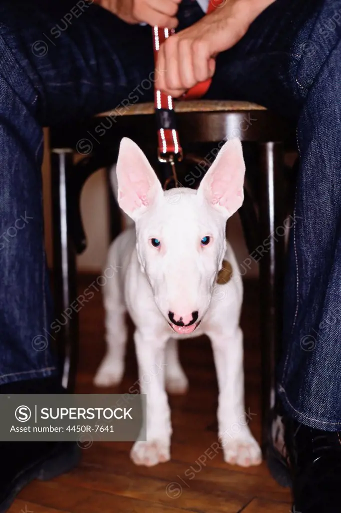 A Staffordshire bull terrier dog with a white coat, under a table straining against his leash.