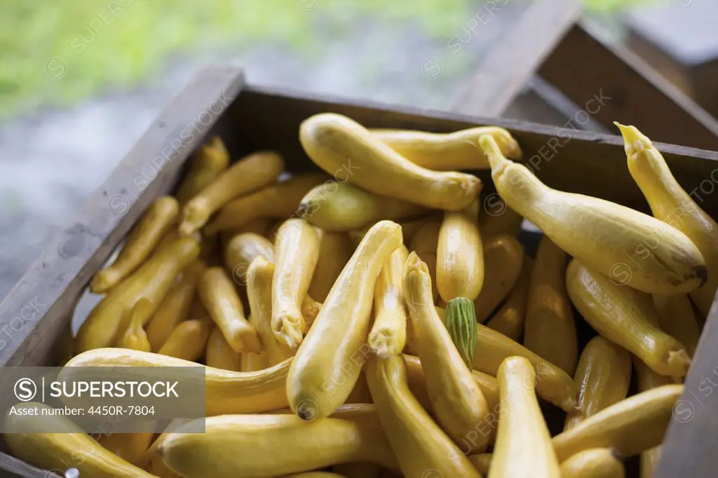 An organic farm stand. Boxes of yellow and green courgettes.