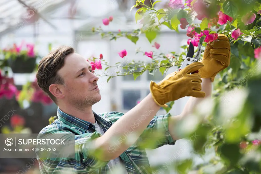 A man working in an organic nursery greenhouse.