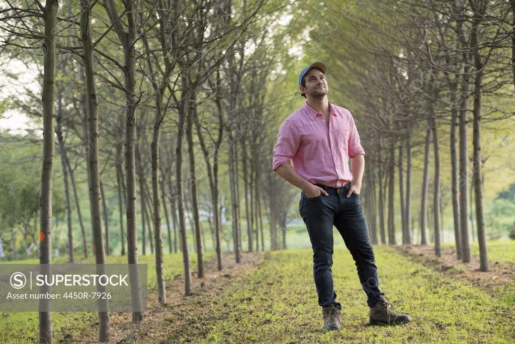 A man standing in an avenue of trees, looking upwards.