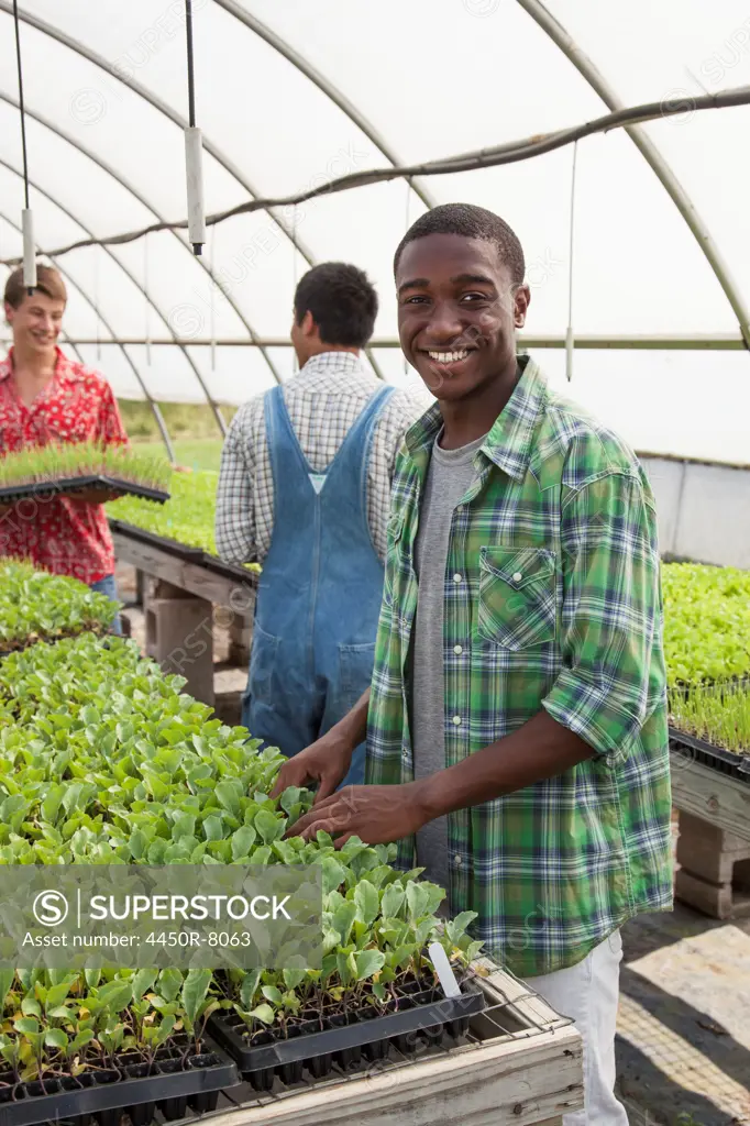 Three teenage boys working in a large greenhouse, tending and sorting trays of seedlings. Maryland, USA. 7/1/2012
