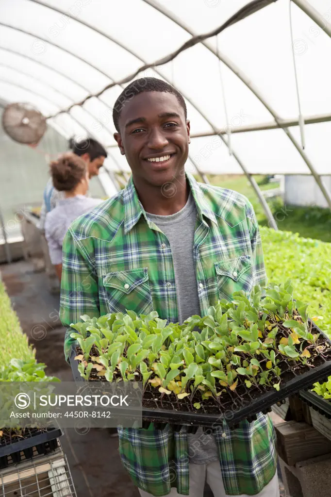 Two young men and a woman working in a large greenhouse, tending and sorting trays of seedlings. Maryland, USA. 7/1/2012