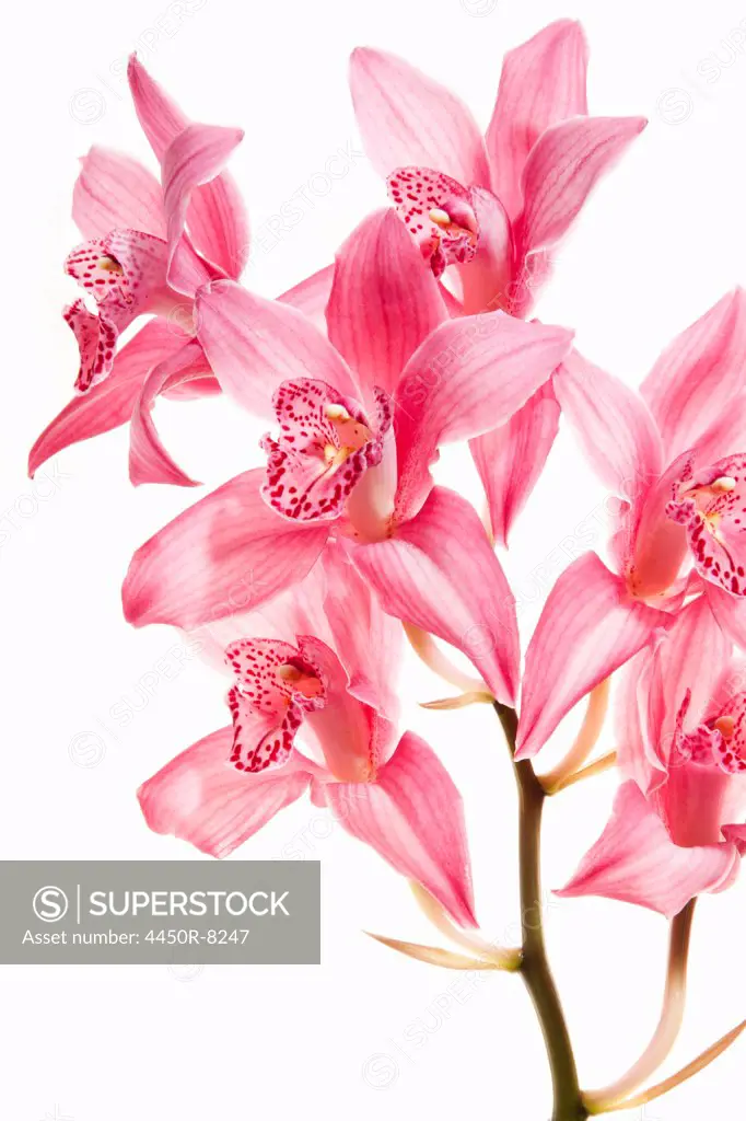 Pink orchid flowers on a flowering stalk. Maryland, USA. 1/14/2011