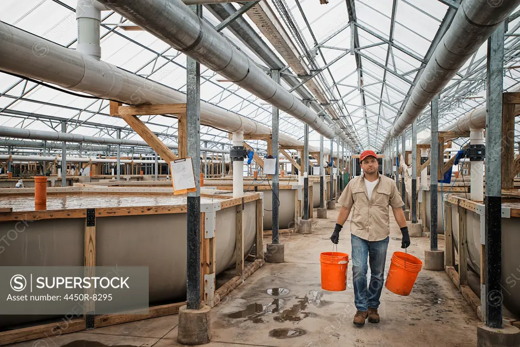 A large fish farm building interior with raised water tanks and breeding areas, and a man with buckets of water or feed. New York state, USA. 3/22/2012