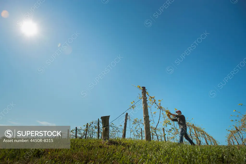 A vineyard with young vines being trained along wires to produce a good grape harvest. New York state, USA. 3/23/2012
