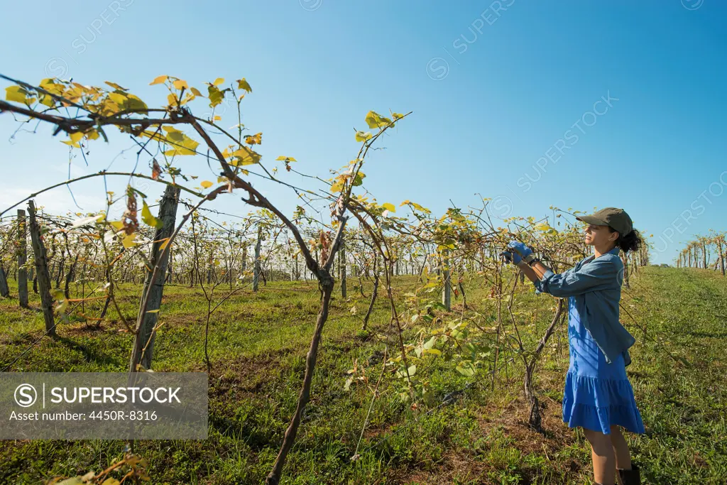 A vineyard with young vines being trained along wires to produce a good grape harvest. New York state, USA. 3/23/2012