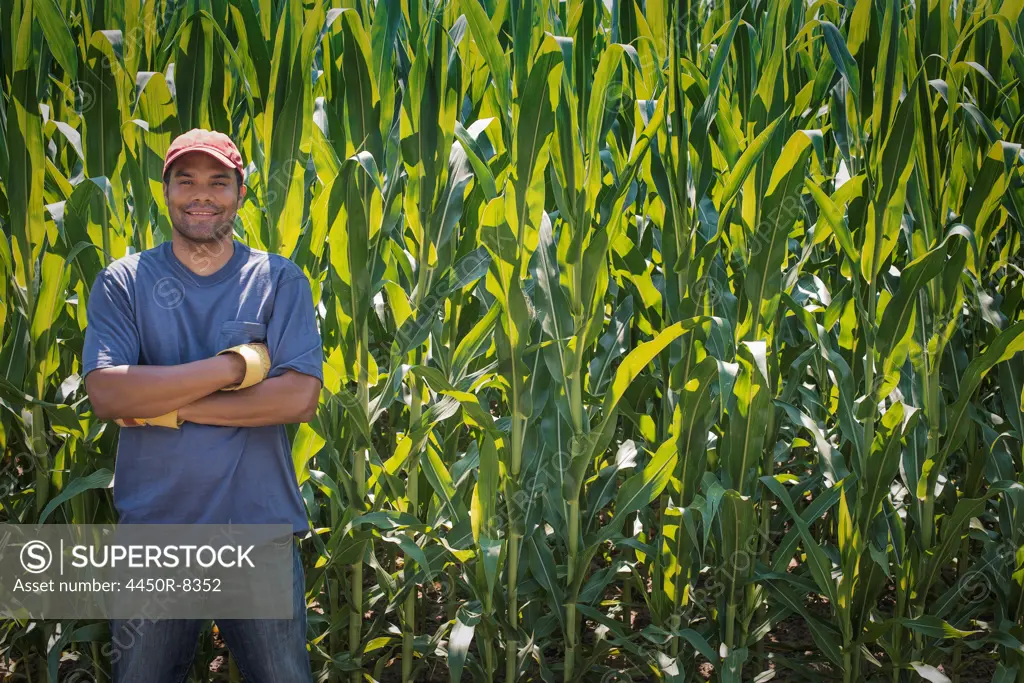 A young man standing with arms folded, in front of a very tall maize, corn crop in the field. New York state, USA. 3/24/2012
