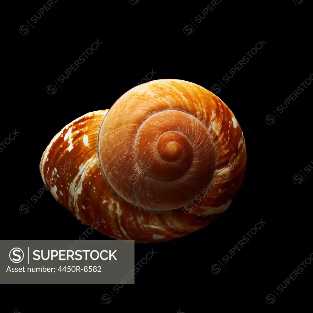 A single spiral patterned shell, seen from above. 7/1/2012