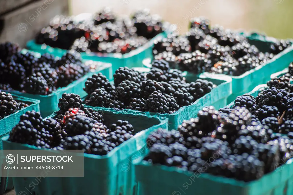 Organic blackberries in punnets at a market stall. Woodstock, New York, USA. 4/25/2012