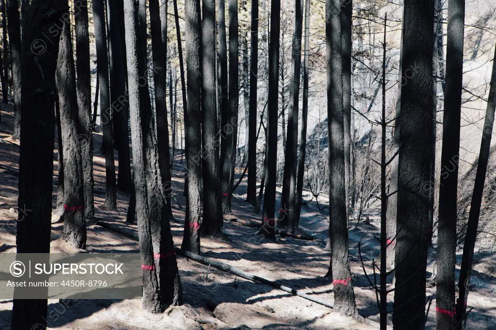 Fire damaged trees marked for cutting from extensive forest fire Taylor Bridge fire, Washington state, USA. 9/6/2012