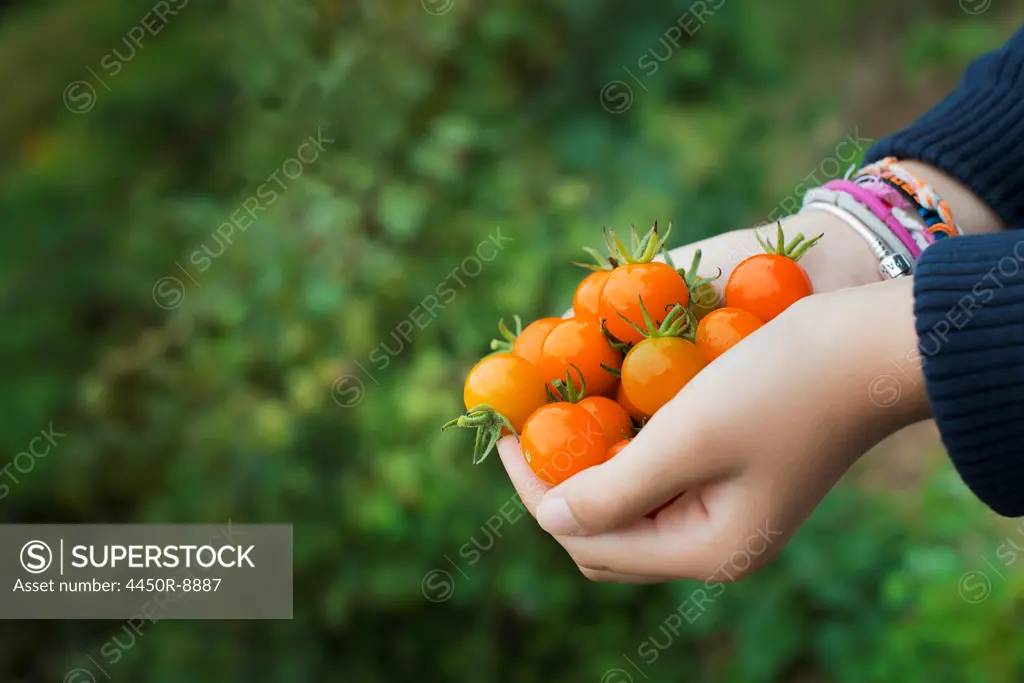 Organic Farming. A girl holding a handful of ripe cherry tomatoes. Woodstock, New York, USA. 4/29/2012