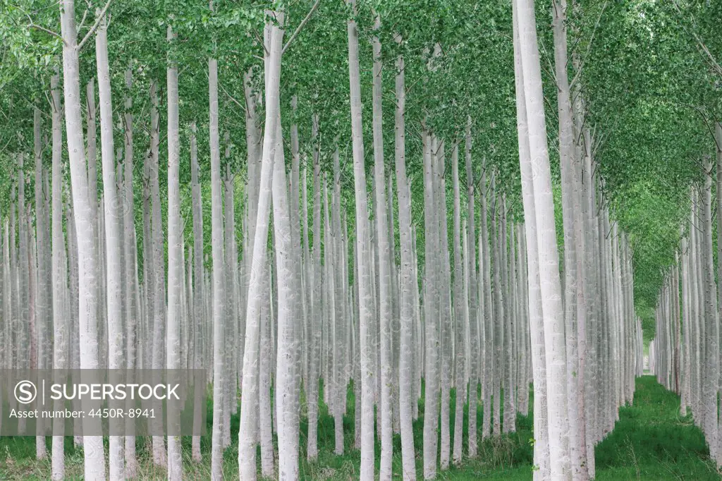 Poplar tree plantation, tree nursery growing tall straight trees with white  bark in Oregon, USA. Oregon, USA. 4/26/2012 - SuperStock