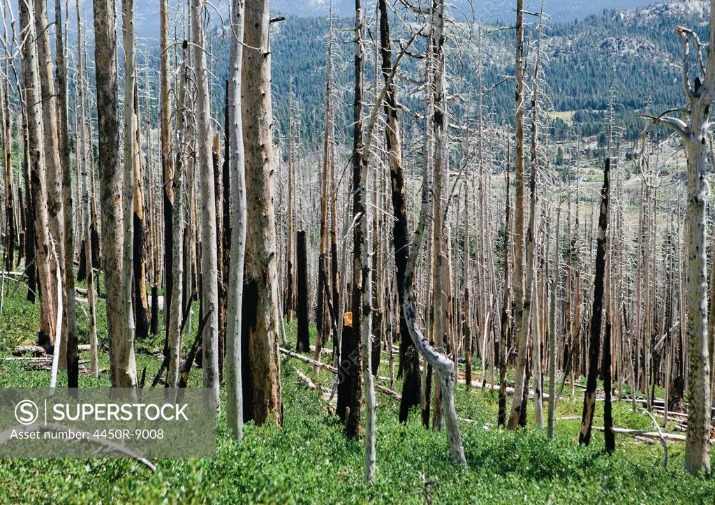 Aftermath of a forest fire, and new growth. California, USA. 8/2/2012