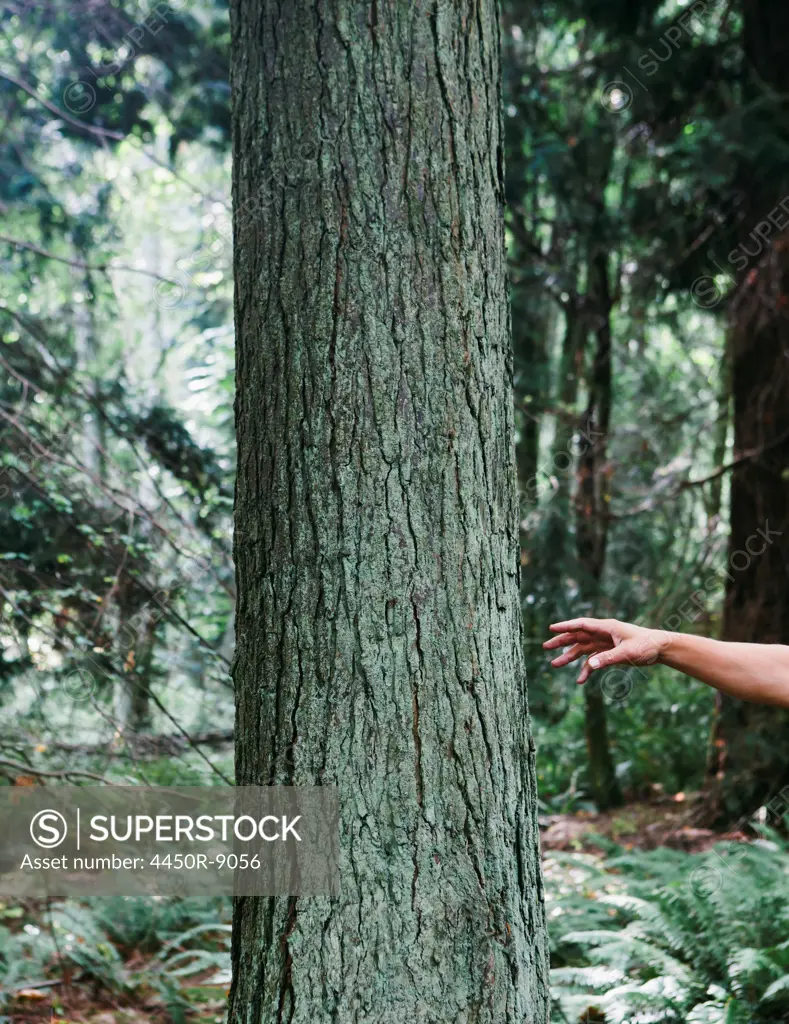 Man reaching for tree in lush, green forest, Seattle, Washington, USA. 9/15/2012