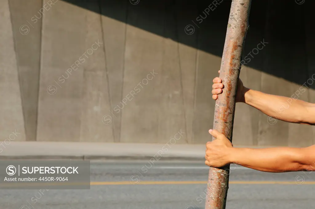 Man pulling on a small tree, on a city sidewalk. Seattle, Washington, USA. 9/16/2012