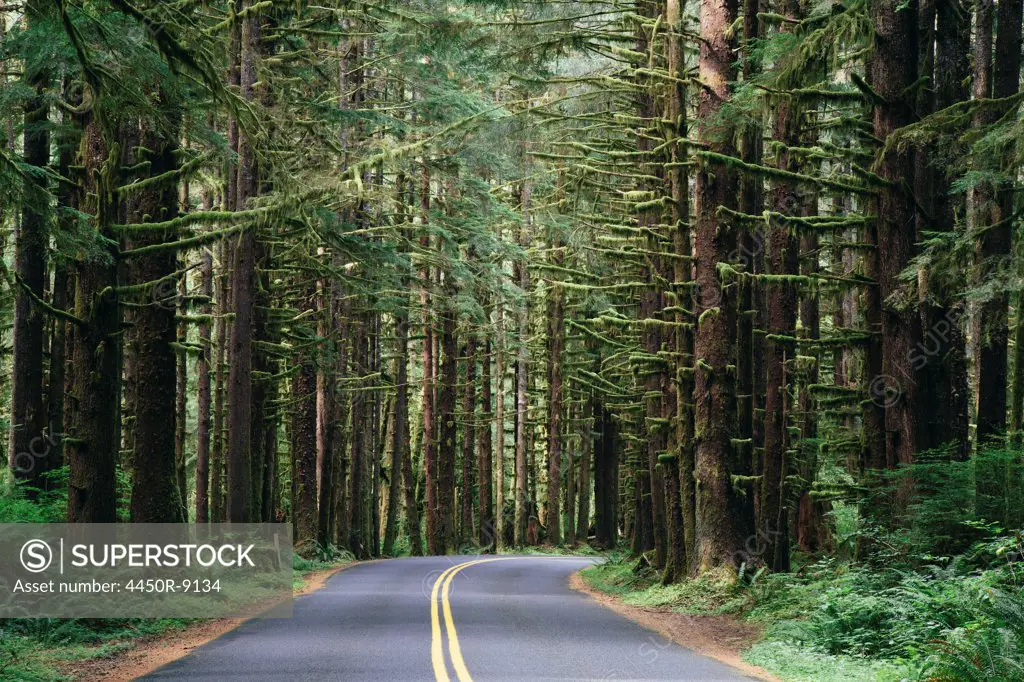 Road winding through the lush, temperate rainforest of the Hoh rainforest in Washington, USA. Olympic National Park, Washington, USA. 9/25/2012