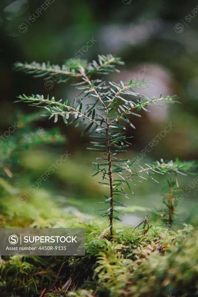 Close up of a Western Hemlock sapling in lush, in the Hoh temperate rainforest, Olympic National Park, Washington, USA. 9/25/2012