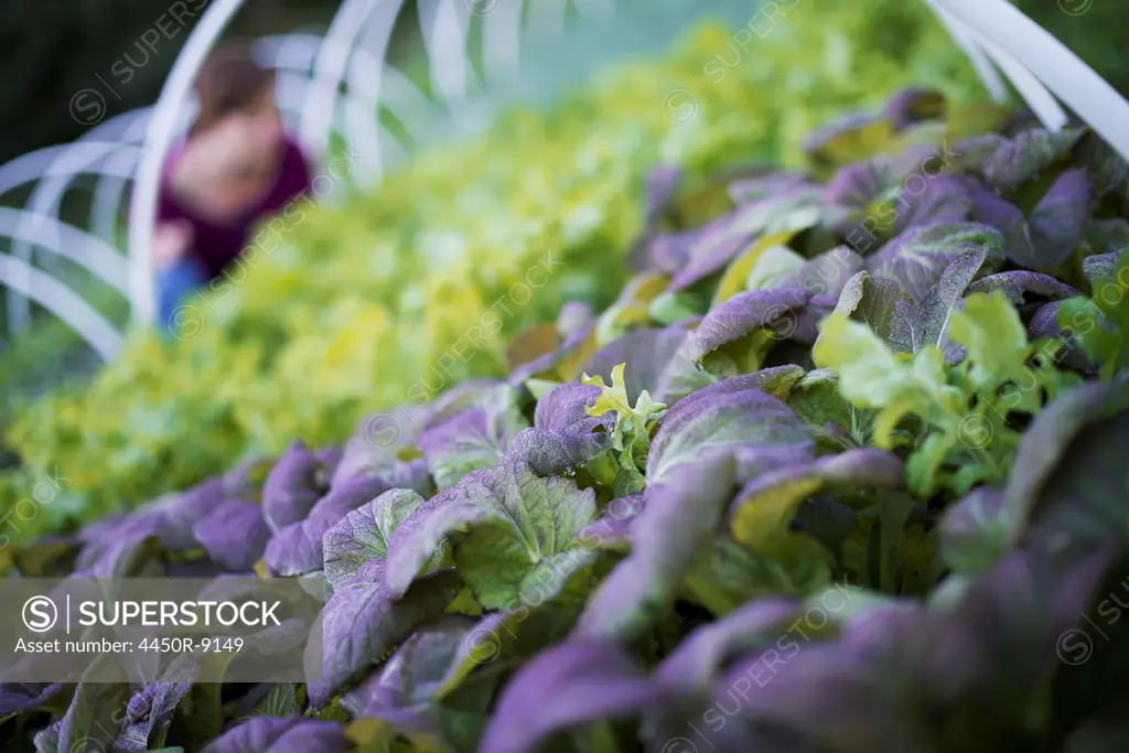 A farmer working among salad plants, lettuce and salad leaf vegetables, in an organic market garden. Woodstock, New York, USA. 11/9/2012