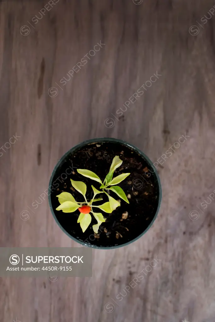 An organic seedling, a bell pepper plant in a greenhouse, viewed from above. Woodstock, New York, USA. 11/9/2012
