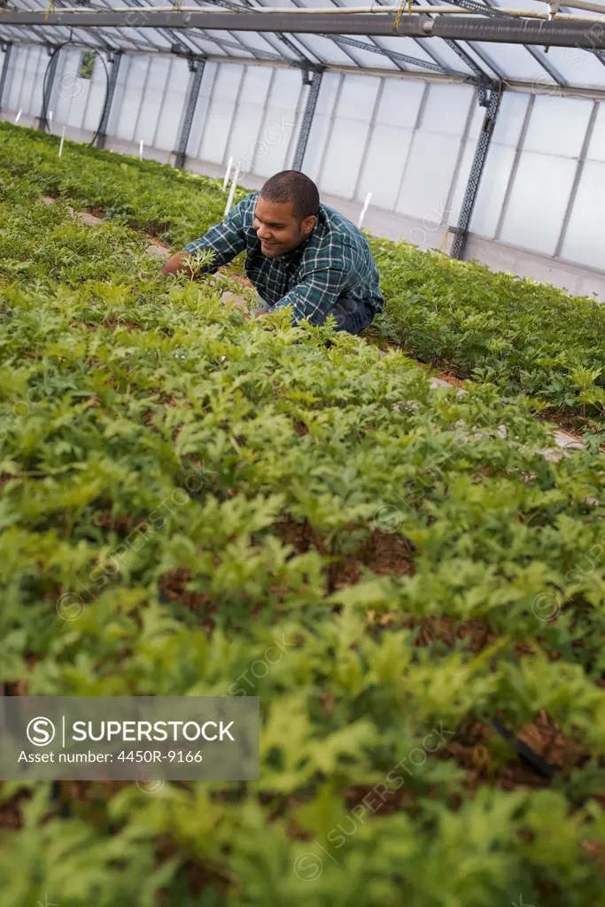 A man working in a large greenhouse, or glasshouse full of organic plants. Woodstock, New York, USA. 11/9/2012