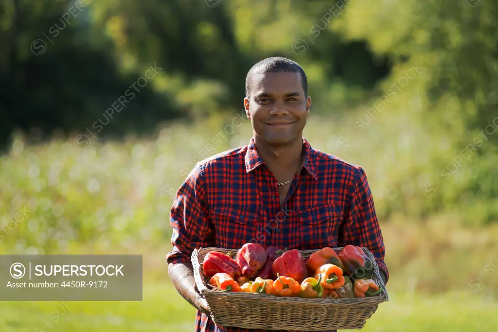 A farmer with a tray of organic bell peppers freshly harvested from the vegetable beds. Woodstock, New York, USA. 10/9/2012