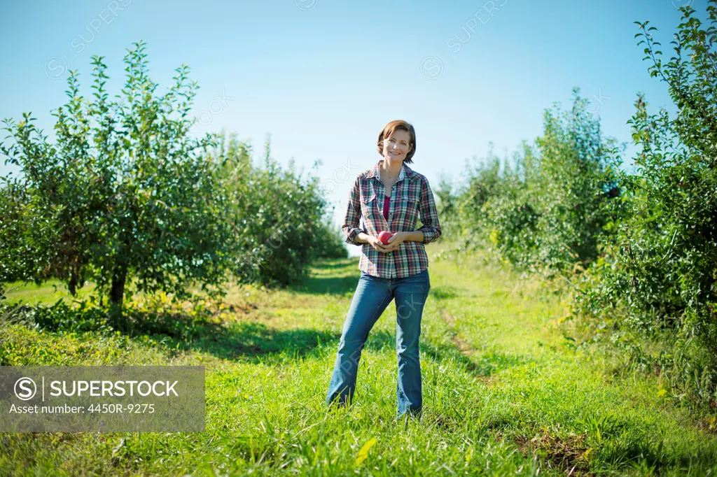A woman in a plaid shirt picking apples in the orchard at an organic fruit farm. Woodstock, New York, USA. 9/9/2012