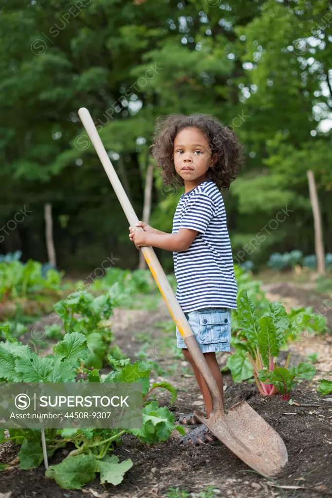 A young African American boy holding a long handled space, working in an organic vegetable garden. Woodstock, New York, USA. 8/31/2012