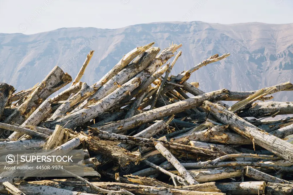 Pile of discarded cottonwood trees, Washington State, USA. 10/3/2012