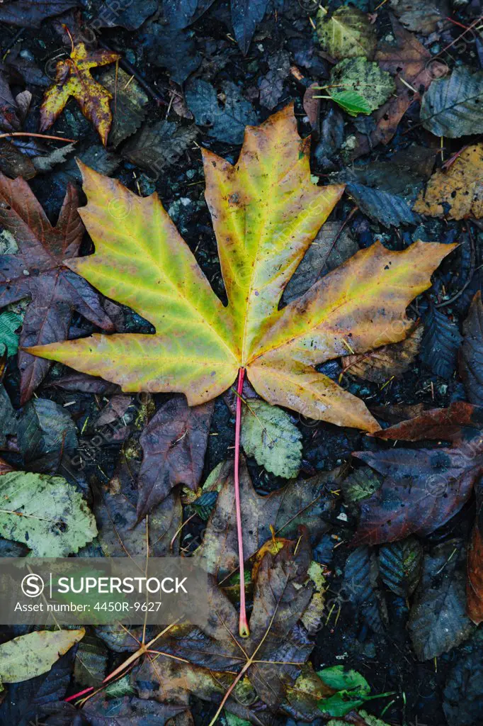 An autumn leaf on the ground. A maple leaf, turning colour from green to brown. Washington State, USA. 10/25/2012