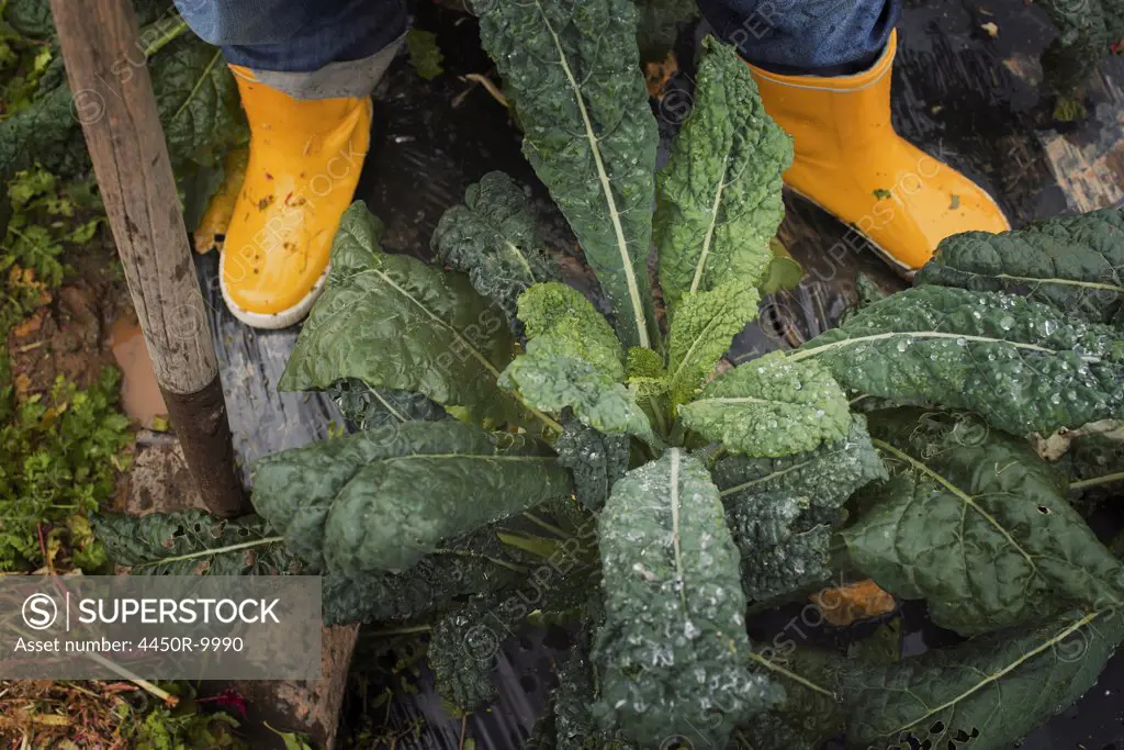 Organic Farmer at Work. A person's feet in yellow work boots. Accord, New York, USA