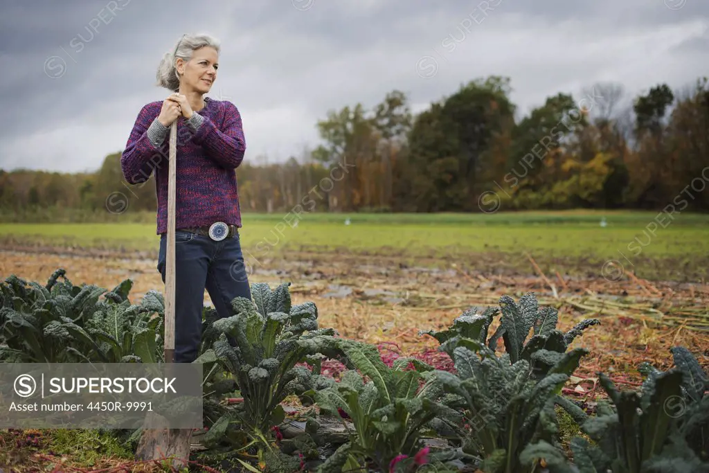 Organic Farmer at Work. A woman leaning on a hoe among a line of cabbages. Accord, New York, USA