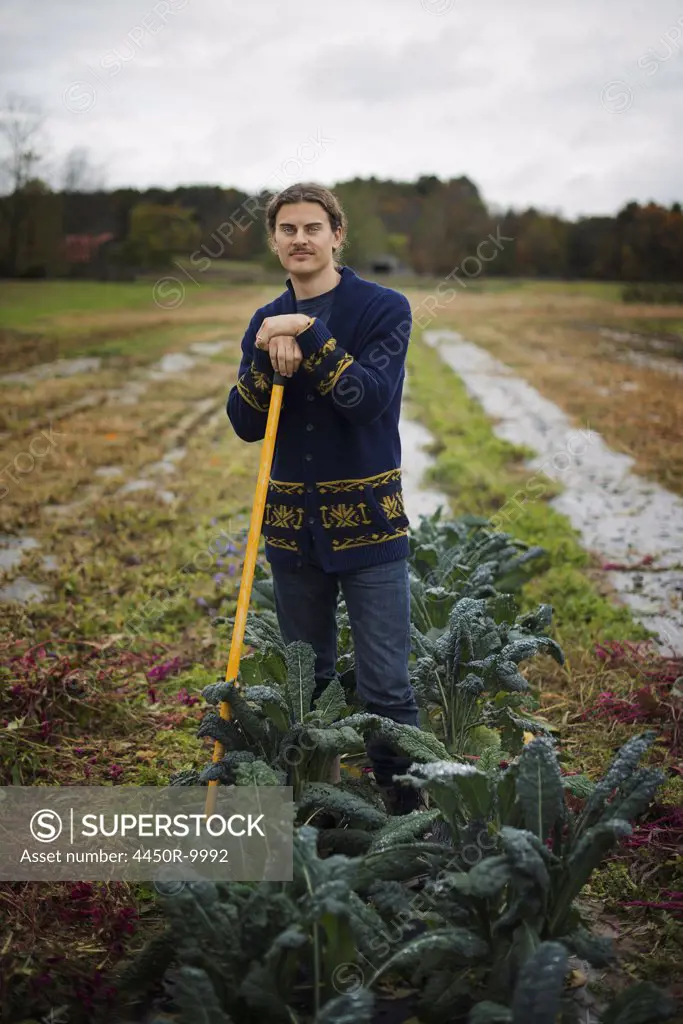 Organic Farmer at Work. A young man leaning on a long handled garden hoe, among the crops. Accord, New York, USA