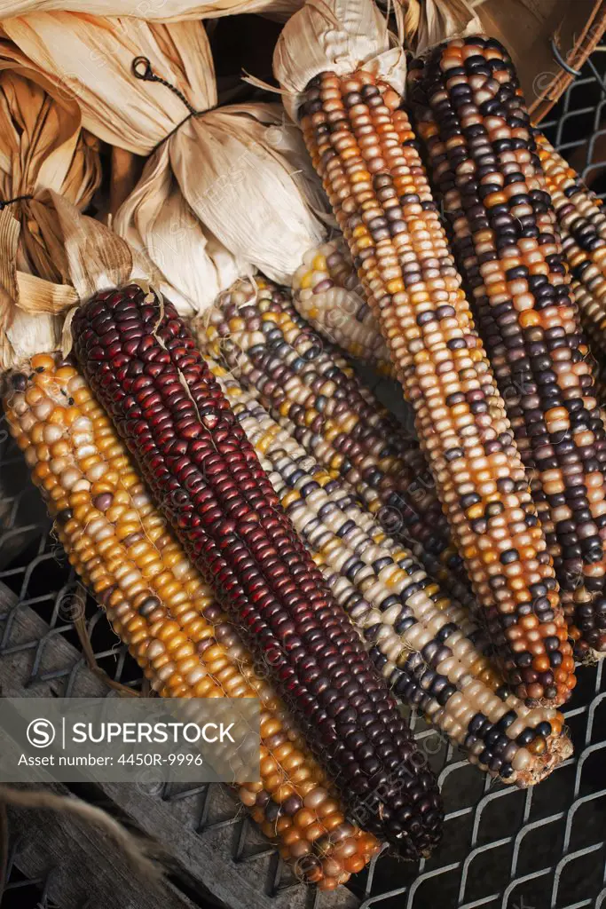 A variety of Indian corn cobs, with different natural colours and patterns. Maize. Accord, New York, USA