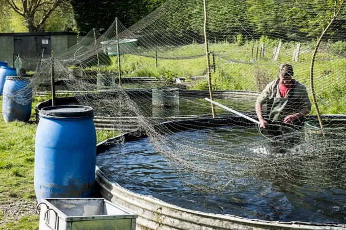 High angle view of man wearing waders working at a water tank at a fish farm raising trout., holding fish net.