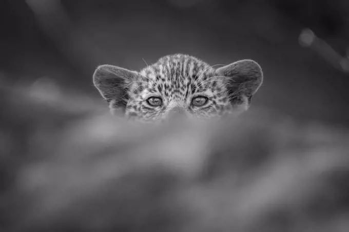 A leopard cub, Panthera pardus, peaks over a log, direct gaze, in black and white.