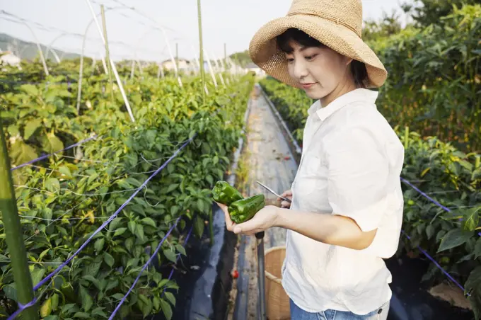 Japanese woman wearing hat standing in vegetable field, picking fresh peppers.