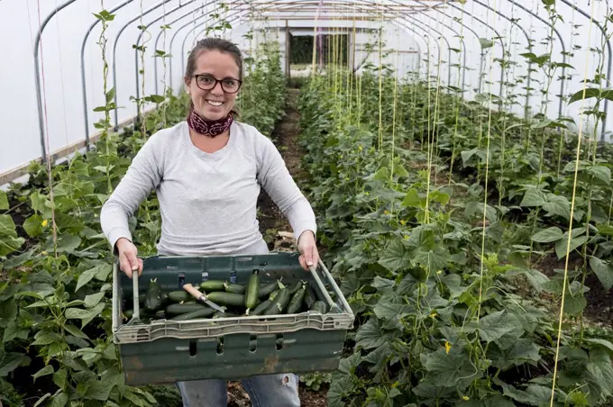 Woman standing in a poly tunnel, holding crate with freshly picked courgettes.