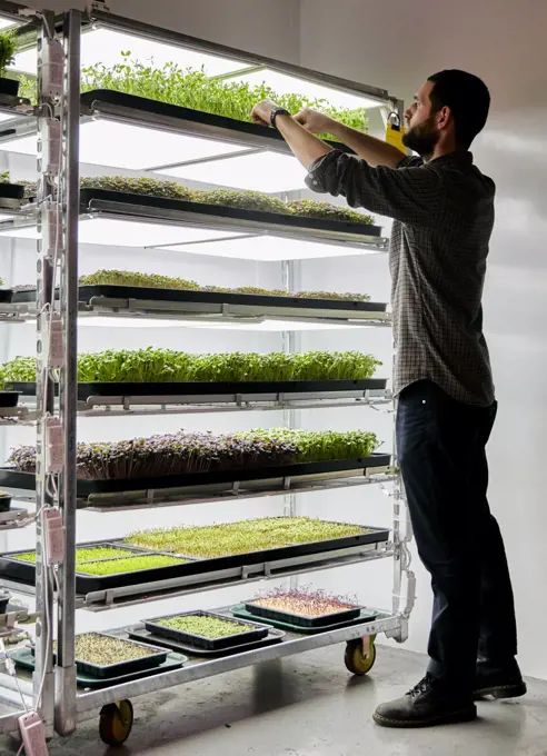 Man trays of microgreens seedlings growing in urban farm