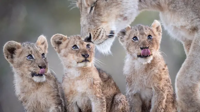 Lion cubs, Panthera leo, sit together and look up at their mother