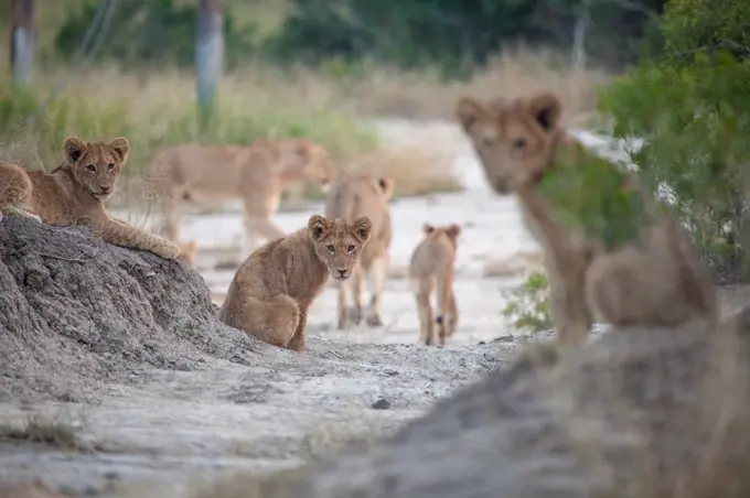 Lion cubs, Panthera leo, side on a pathway