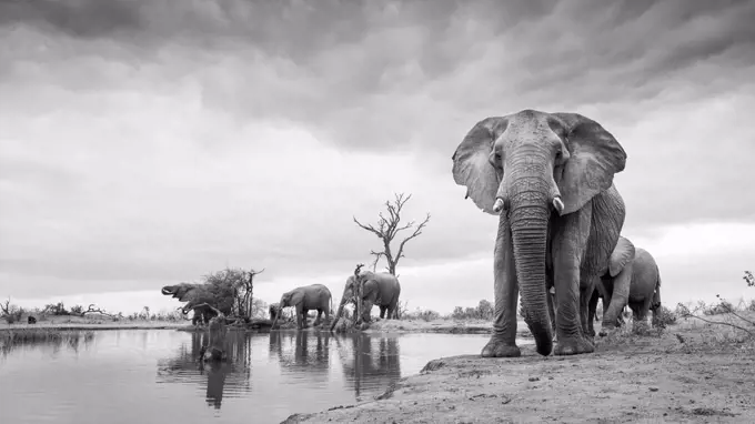 Herd of elephant, Loxodonta Africana, stand around a waterhole,