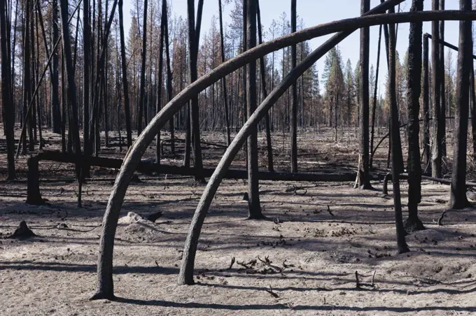 Destroyed and burned forest after extensive wildfire, charred twisted trees