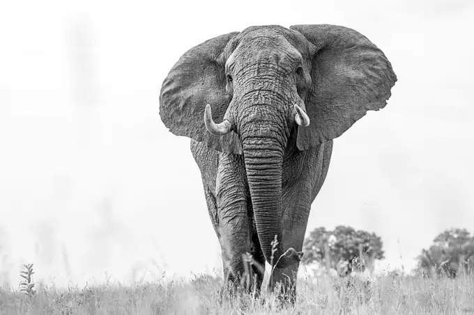 An elephant, Loxodonta africana, walks towards the camera, low angle, black and white.