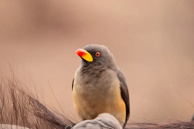 A yellow-billed oxpecker bird, Buphagus africanus, sitting, looking out of frame