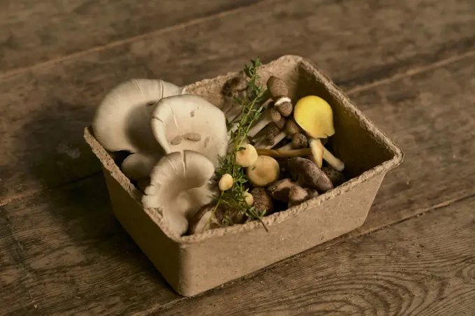 Still life of edible fungi in cardboard box, edible mushrooms cultivated at a fungarium. 