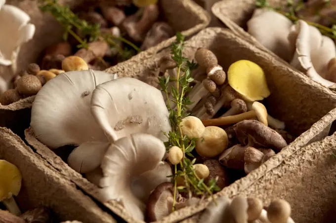 Close up of edible fungi in cardboard box, edible mushrooms cultivated at a fungarium. 