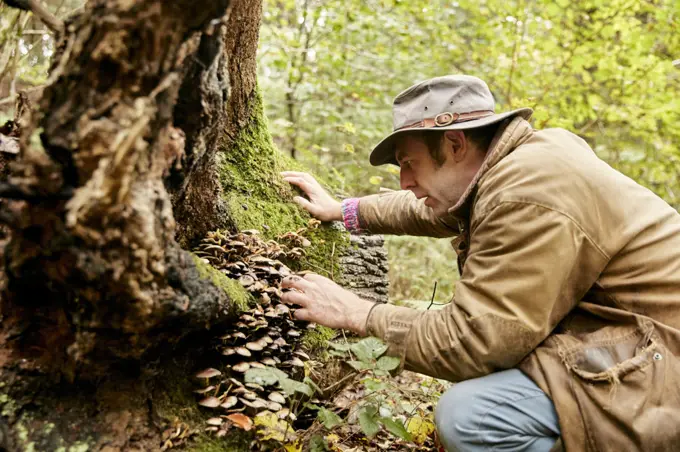 Man inspecting edible fungi at base of tree in woodland